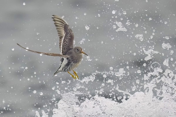 MERISIRRI TYRSKYISSÄ