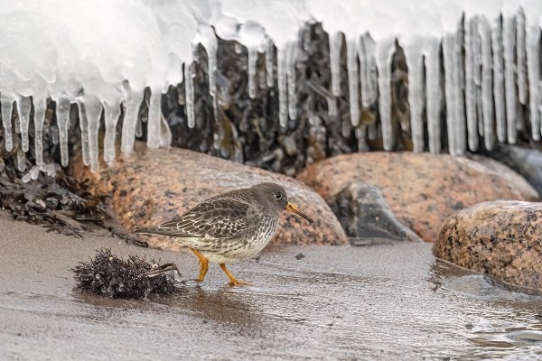 MERISIRRI JÄÄTYNEELLÄ RANNALLA