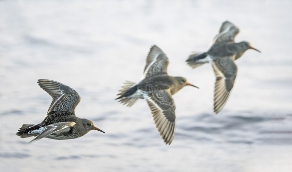 MERISIRREIHIN EI KYLLÄSTY!