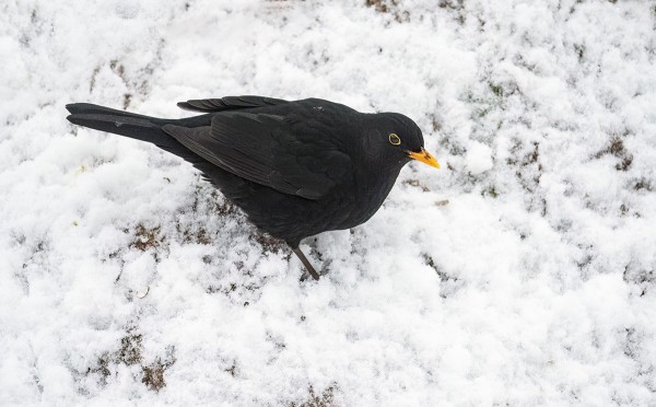 MUSTARASTAITA ON SAARESSA LÄHES 20