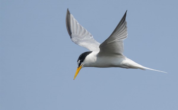 UTÖSSÄ AIKA HARVOIN NÄKEE PIKKUTIIROJA, NYT KUITENKIN USEAMPANA PÄIVÄNÄ