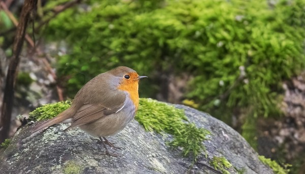SAMMAL ON VIELÄ KESÄISEN VIHREÄÄ TOTEAA PUNARINTAKIN