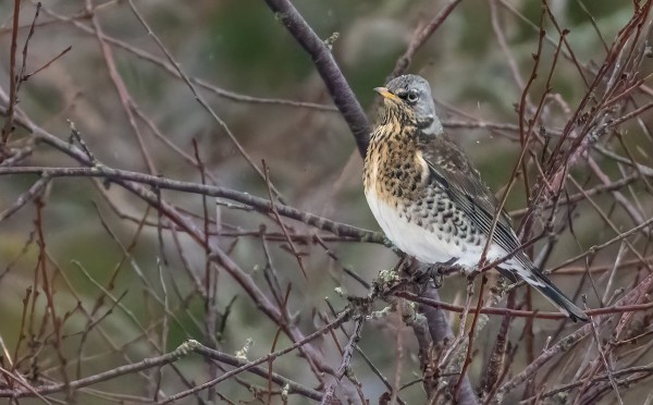 RÄKÄTTIRASTAITA ON YHÄ MELKO RUNSAASTI