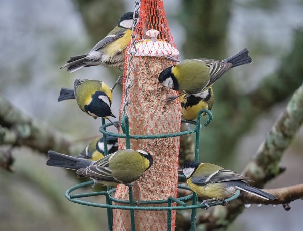 TALITIAISIA RIITTÄÄ RUOKINNALLA