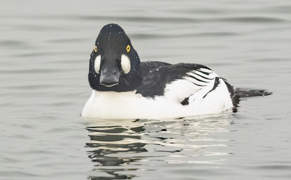 TELKKIÄ TALVEHTII UTÖSSÄ MUUTAMIA KYMMENIÄ