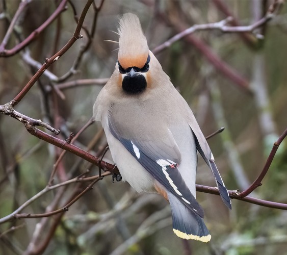 TILHIÄ ON YHÄ PÄIVITTÄIN