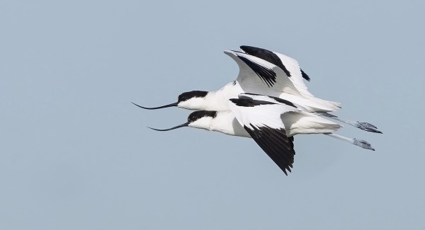 AVOSETTIEN SUKUPUOLET OVAT HYVIN SAMANNÄKÖISET, NOKAN PERUSTEELLA TAAEMPI ON KOIRAS JA EDESSÄ NAARAS