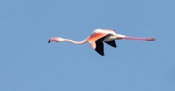 flamingo_01_Espanja_01_23
