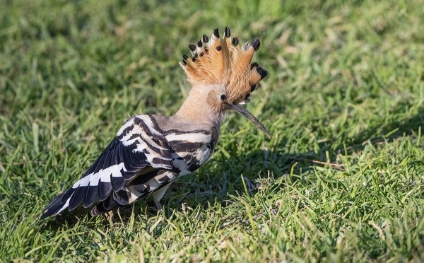 HARJALINTU VALENCIAN PUISTOSSA