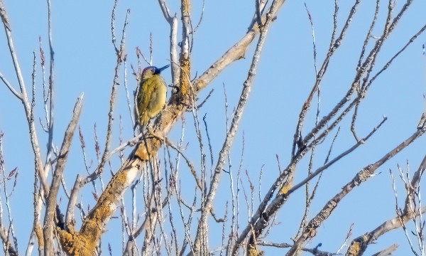 KAUKAA OTETTU DOKUMENTTITASON KUVA IBERIANVIHERTIKASTA