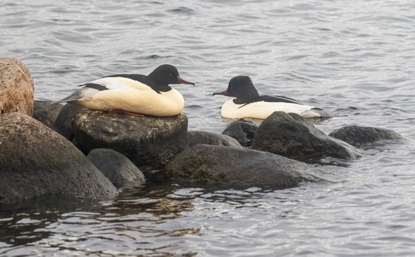 ISOKOSKELOITA TALVEHTII TÄÄLLÄ KYMMENKUNTA - TAVANOMAISTA VÄHEMMÄN