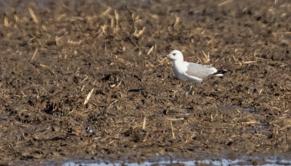 PIKKUKOTKA JA PAIKALLINEN HARVINAISUUS KALALOKKI LÄMPÖVÄREILYSSÄ MULLOSPELLOLLA