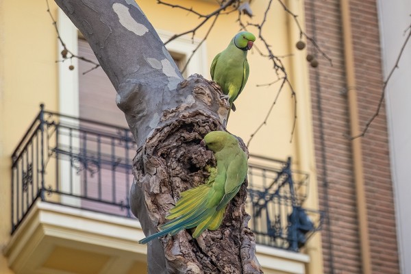 KAULUSKAIJOJA PESII MONIN PAIKOIN VALENCIAN PUISTOISSA
