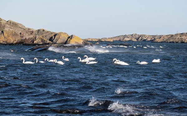 TUULISINA PÄIVINÄ TALVEHTIVAT KYHMYJOUTSENET KERÄÄNTYVÄT SUOJAPAIKKOIHIN