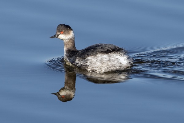EL HONDOSSA OLI MM. VALKOPÄÄSORSIA JA MUSTAKAULAUIKKUJA