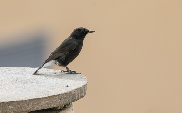 SAMETTIPÄÄKERTTU JA MUSTATASKU PÄIVÄN KAUPUNKIKÄVELYLTÄ