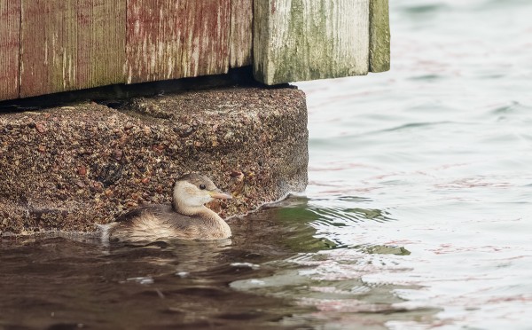 PIKKU-UIKKU SULAUTUU HYVIN RANTAVAJOJEN VÄREIHIN