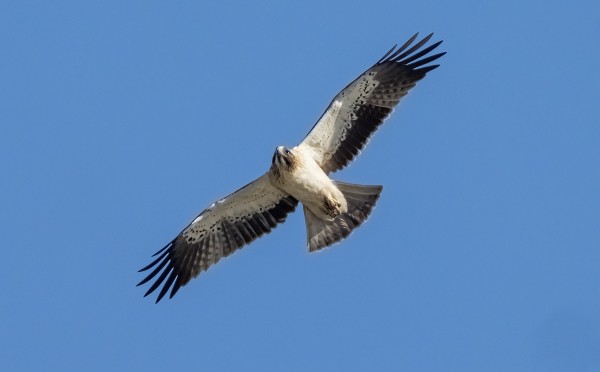 pikkukotka_01_Espanja_01_23