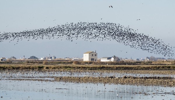 FLAMINGOJA JA PRONSSI-IIBIKSIÄ OLI TUHANSIA ALBUFEIRALLA