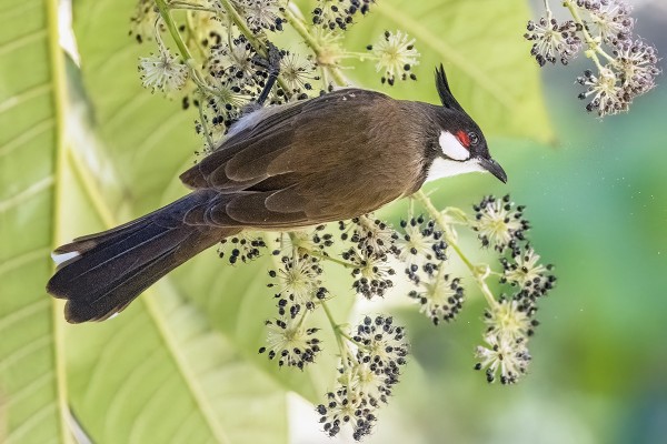 PUNAPOSKIBULBULEITA LÖYDETTIIN KOLMEEN OTTEESEEN