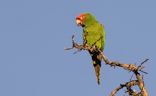 PUNAPÄÄARATTIKIN LÖYTYI VIHDOIN KUVATTAVAKSI