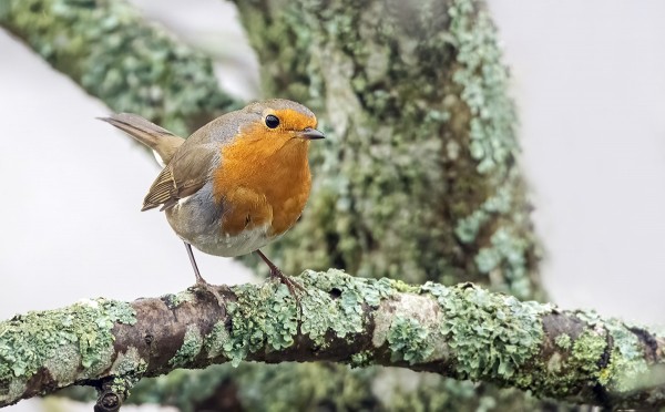 PUNARINTOJA ON EDELLEEN AINAKIN 2 YKSILÖÄ