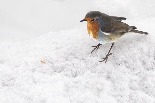 PUNARINTA HAKEE RUOKAA TUOREELTA LUMELTA
