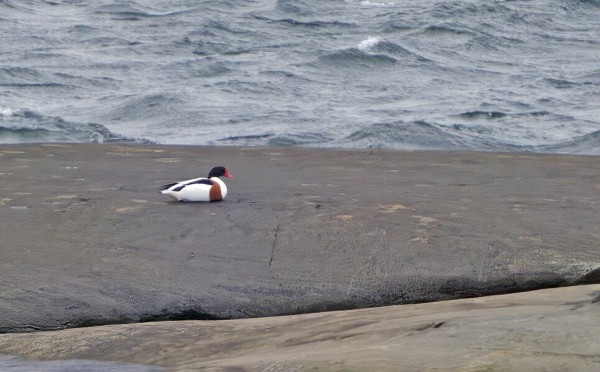 AIKAINEN. RISTISORSA MAKOILI RUNSAAT PUOLI TUNTIA LUOTSIASEMAN LUODOILLA
