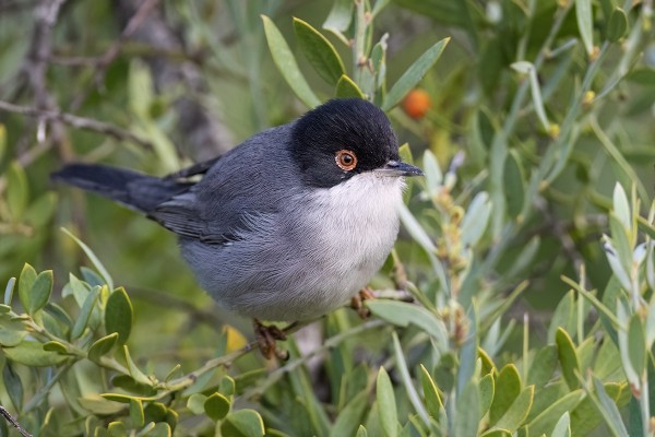 samettipääkerttu_01_Espanja_01_23