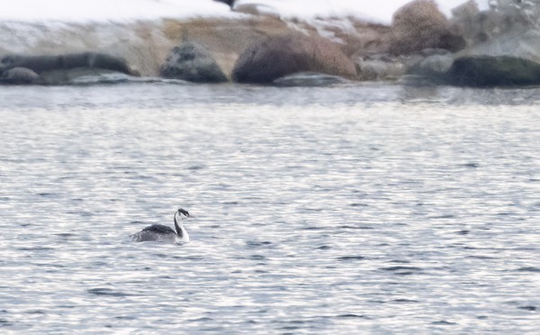 TALVIPUKUINEN SILKKIUIKKU ILMESTYI FLADANILLE