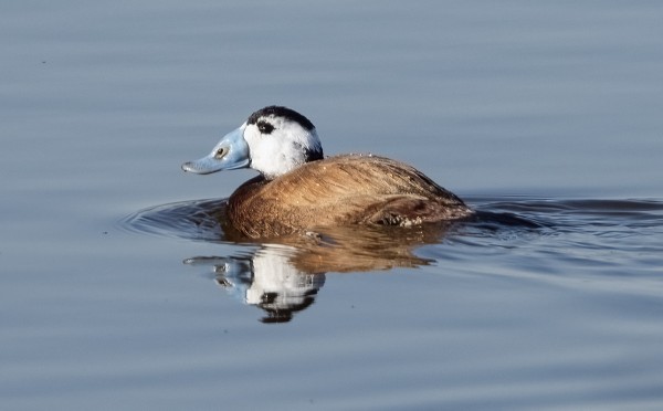 valkopääsorsa_01_Espanja_01_23