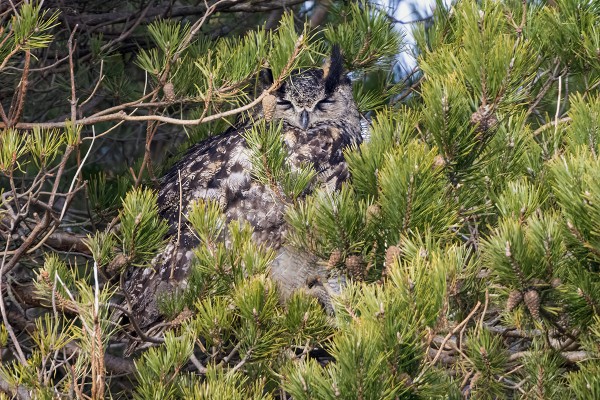 HUUHKAJA NUKKUI MÄNNIKÖSSÄ