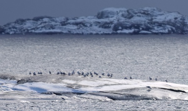 KALALOKKEJA ON VIIME PÄIVINÄ OLLUT RUNSAASTI