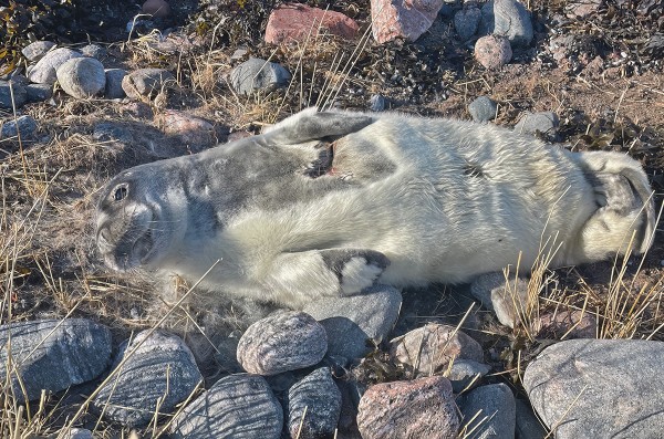 kuutti_02_Korppoo_03_23