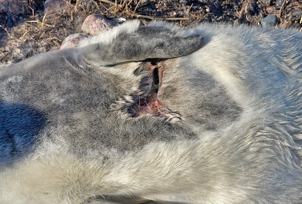 kuutti_03_Korppoo_03_23