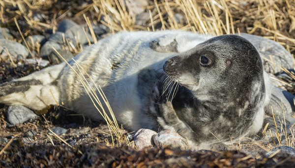 kuutti_05_Korppoo_03_23