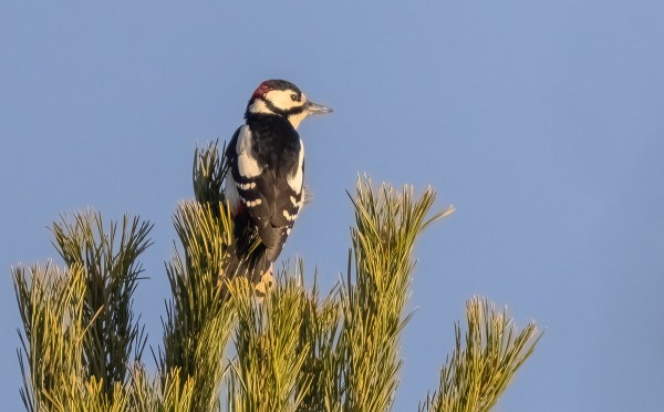 KÄPYTIKKA ON. JÄMÄHTÄNYT SAAREEN