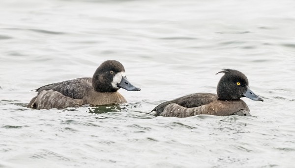 LAPASOTKA JA TUKKASOTKA YHTEISKUVASSA