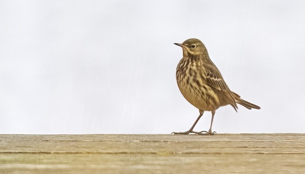 LUOTOKIRVINEN KYLÄN LAITURILLA