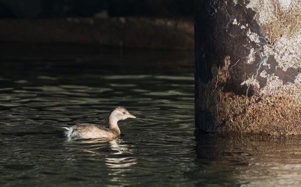 PIKKU-UIKKU ILAHDUTTAA MEITÄ JOKA PÄIVÄ, JO YLI KUUKAUDEN