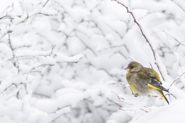 VÄHÄN VAJAA 50 VIHERPEIPPOA ON TALVEHTINUT SAARESSA