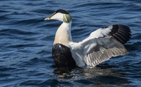 HAAHKAT ALKAVAT JO LÄHESTYÄ RANTOJA - SAA NÄHDÄ JÄÄKÖ TÄNNE ENÄÄ YHTÄÄN PESIMÄÄN