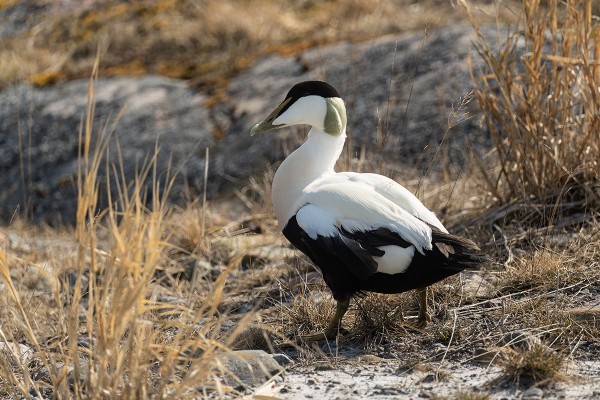 ENSIMMÄINEN KALKAS OLI JO EHTINYT PÄÄSAAREN RANTAAN