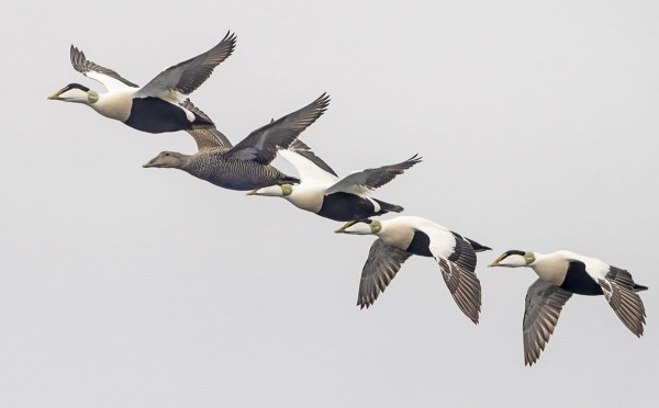 HAAHKOJEN SUKUPUOLIJAKAUMA ON LÄHES TÄLLAINEN