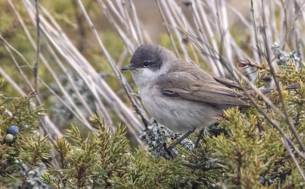 KEVÄÄN EKA HERNEKERTTU