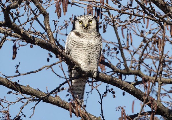 hiiripöllö_01_Korppoo_04_23