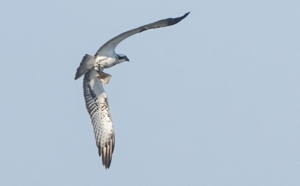 LOHMIN KALASÄÄSKELLÄ OLI JOKIN SAALIS KYNSISSÄ 