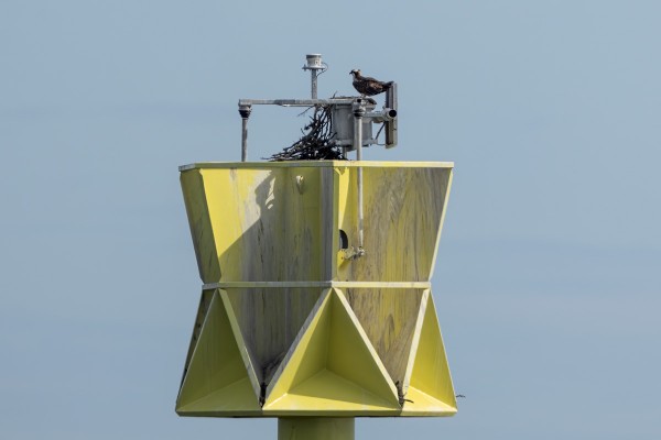 LOHMIN KALASÄÄSKI IHMETTELEE PESÄN RIPPEITÄ TALVEN JÄLKEEN