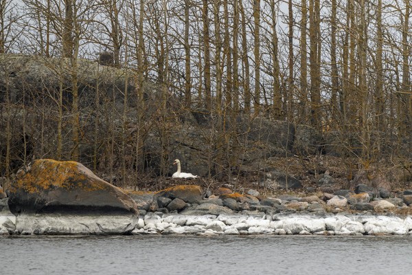 KYHMYJOUTSEN HAUTOO ITÄRANNAN EDUSTAN SAARESSA