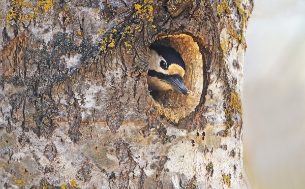 SAARESSA KOKO TALVEN OLLUT KOIRAS KÄPYTIKKA ON NYT SAANUT KAVERIKSEEN NAARAAN JA PESÄKOLOLLE ON TULLUT KÄYTTÖÄ